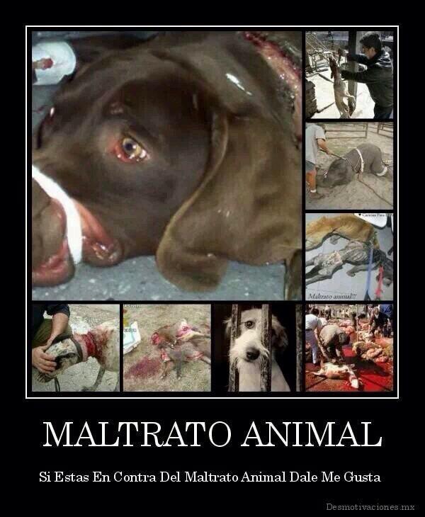 AnimalPlanetPic's tweet photo. Todos juntos podemos evitar el maltrato animal. Piénsalo. http://t.co/Y9bPpTIJE5