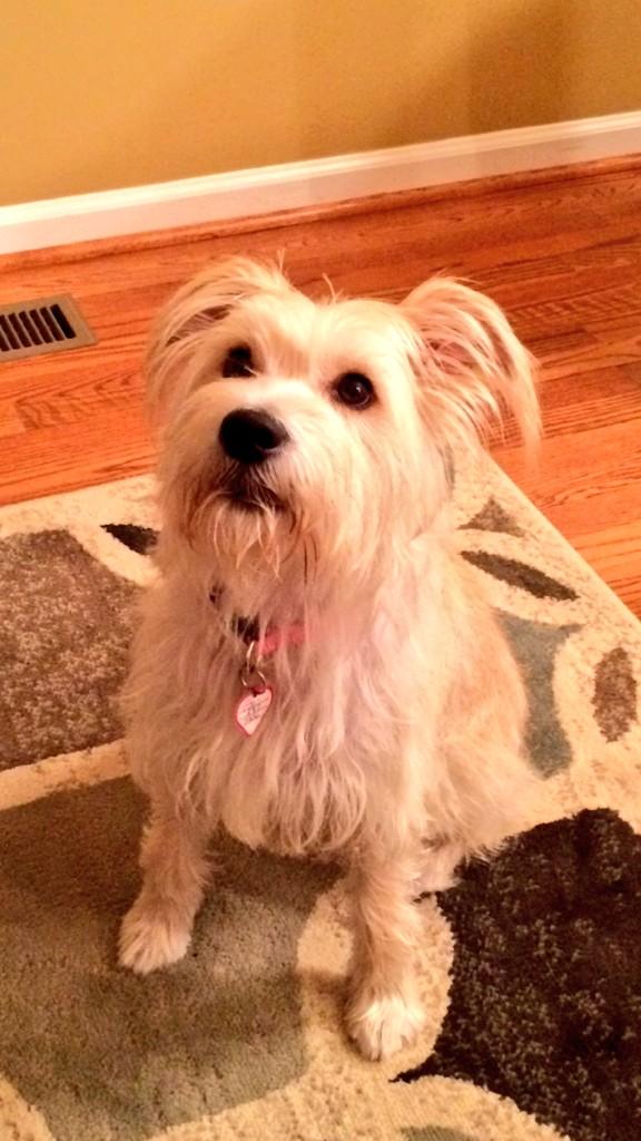KirkCousins8's tweet photo. Newest foster dog bears a striking resemblance to @RonBurgundy's Baxter.
"Bark twice if you're in Milwaukee!" http://t.co/MKrJ4Dbegp
