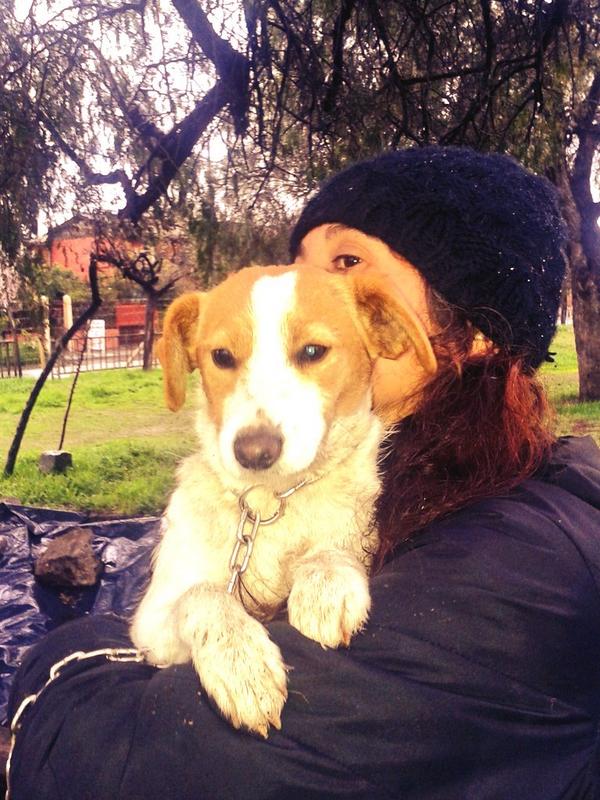 "<a href="/CallejeritosQN/">Callejeritos Q.N</a>: Muñeca 6meses aprox  esterilizada busca familia <a href="/patrmarsh/">𑁍ᑭᗩT ♀️🟣</a> <a href="/shelipp/">#OrejonesAlRescate</a> <a href="/IngridCeballo/">ingrid ceballo</a> 54008912 Ida "