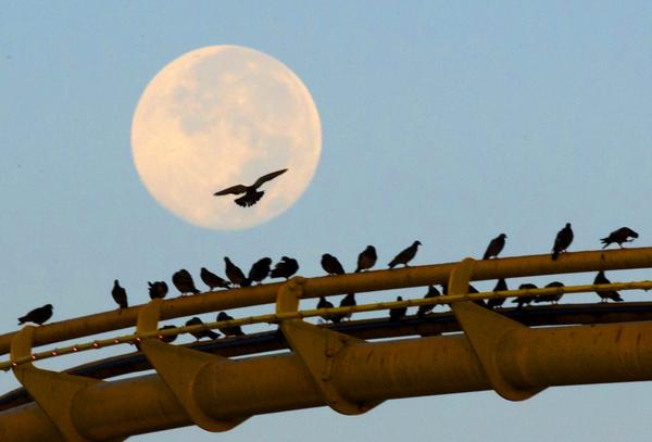 NBCNews's tweet photo. Snap that big bright circle in the sky & tag your lunar photos #NBCSupermoon We may use them http://t.co/lLejPiVrco http://t.co/qiRsJM7rTh