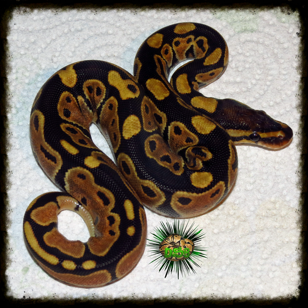 Deep South Balls tweet media