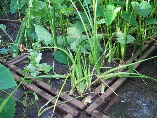 24coaches's tweet image. Historic and neglected meter gauge Diamond crossing at the abandoned Ernakulam Goods Terminal ERG. Photo: Jimmy Jose.