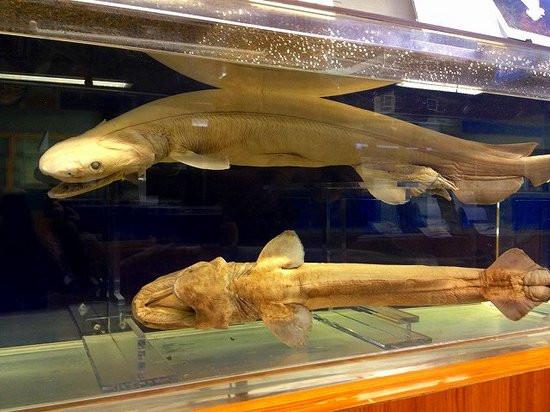 B面 B級スポット 珍スポットガイド 静岡 駿河湾深海生物館 戸田造船郷土資料博物館併設の生物館 昭和62年完成 日本一深い駿河湾から引き揚げられた約300種類の深海魚 新海の甲殻類を液浸や剥製標本で展示 タカアシガニ ラブカ オロシザメなど B面 B級スポット 珍スポットガイド 静岡 駿河湾深海生物館 戸田造船郷土資料博物館併設の生物館 昭和62年完成 日本一深い駿河湾から引き揚げられた約300種類の深海魚 新海の甲殻類を液浸や剥製標本で展示 タカアシガニ ラブカ オロシザメなど