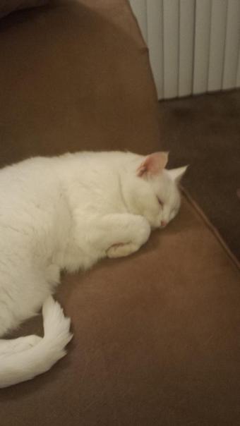 This is who sits by me the whole time I'm doing phone sex. I think she likes to hear dirty stories! http://t<a href="/tag/footfettish"class="tags"><span>#footfettish</span></a><a href="/tag/niteflirt"class="tags"><span>#niteflirt</span></a><a href="/tag/bbwmistress"class="tags"><span>#bbwmistress</span></a>