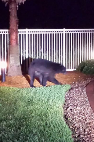DuvalBear's tweet photo. Awkward. RT @wjxt4: JaxPD has set up perimeter near 1st St. and 11th Ave. S where bear is hiding in bush. http://t.co/PlJYfwRMgI
