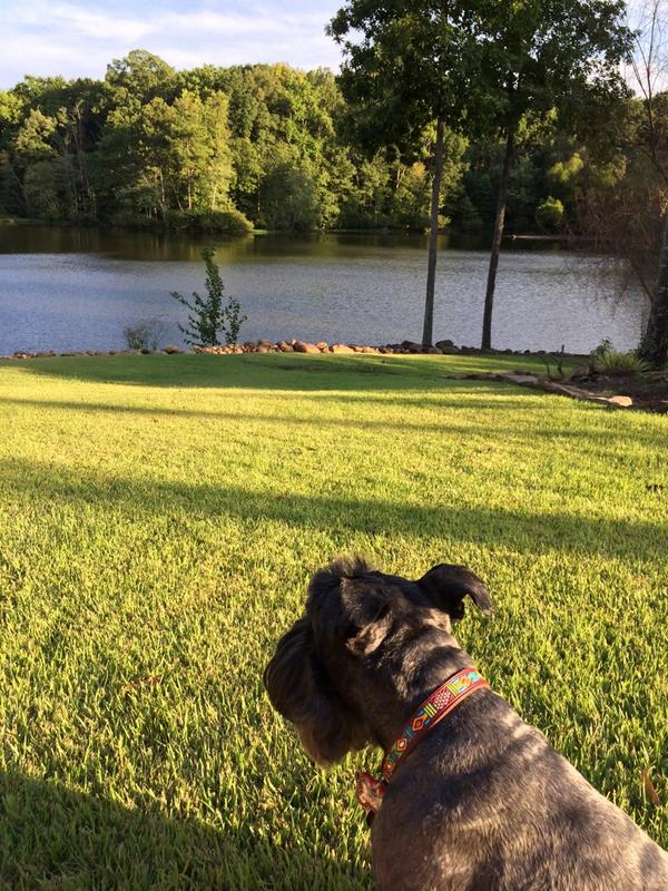 The Schnauzer Life tweet media