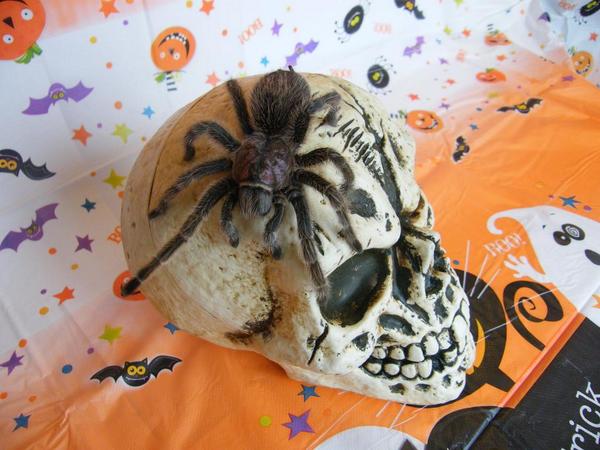 SouthAngleFarm's tweet photo. #Halloween tickets now on sale for half term holiday! Limited No. Of tickets so book via Fbook or website! http://t.co/5aLoaHDp6y