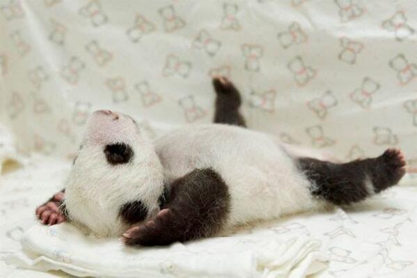 AndrewChangOz's tweet photo. @taliaualiitia #pandapics http://t.co/6ZbisXj1Jv