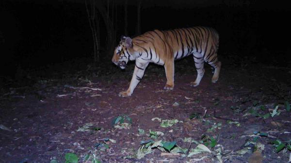 OfficialZSL's tweet image. SPOTTED! For the first time ZSL has captured images of a tiger in Salakpra Wildlife Sanctuary zsl.org/conservation/n…