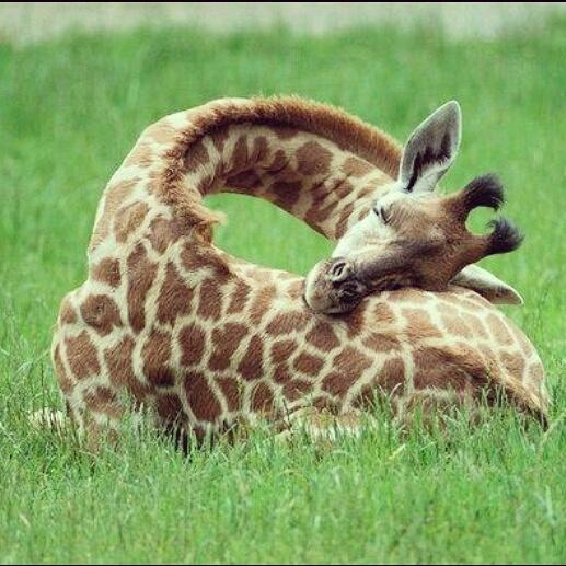Zo slapen baby giraffes.  Dat betekent dat alles goed komt.