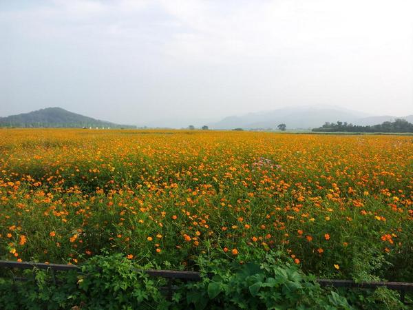 경주분황사