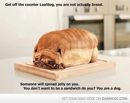 Loafdog #funny #lol #medialand