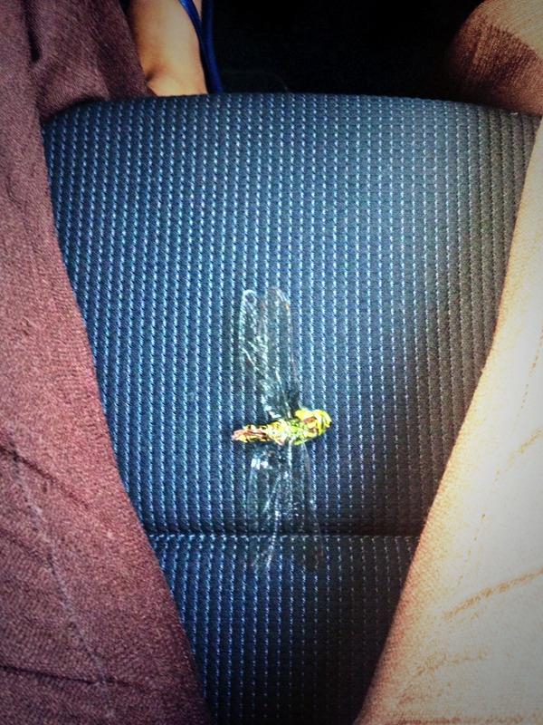salisonx's tweet photo. Still traumatised #driving #kingbug #window #lap ππ http://t.co/AiEdkGKfFz