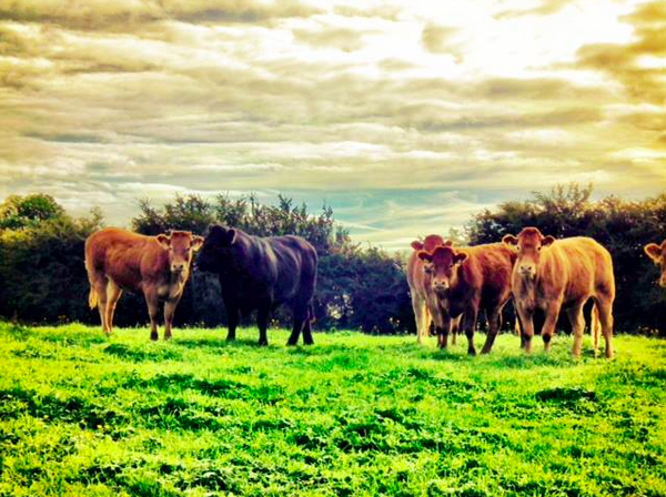 ScarletHeifer's tweet photo. Another Beautiful morning on the Farm :) http://t.co/MMfnBSfZg7