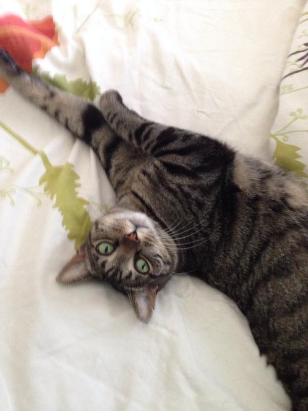 Melissalive's tweet photo. I'm just learning #thistwitterthing So I have to put a pic of my cat on here! I'm sure it's not right! http://t.co/6e5Rxd5aGx