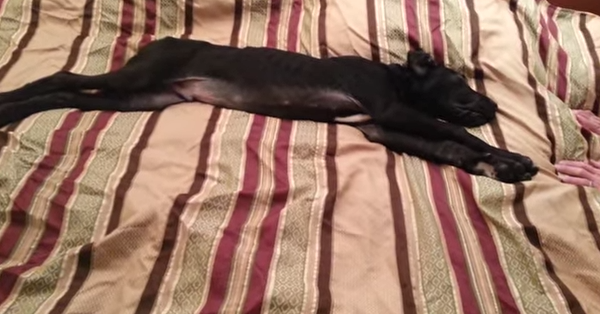 OMGFacts's tweet photo. If You Aren't A Morning Person, This Dog Knows Exactly How You Feel...Aww ---> http://t.co/mFC0c4LwyE http://t.co/7olHT0W3e4