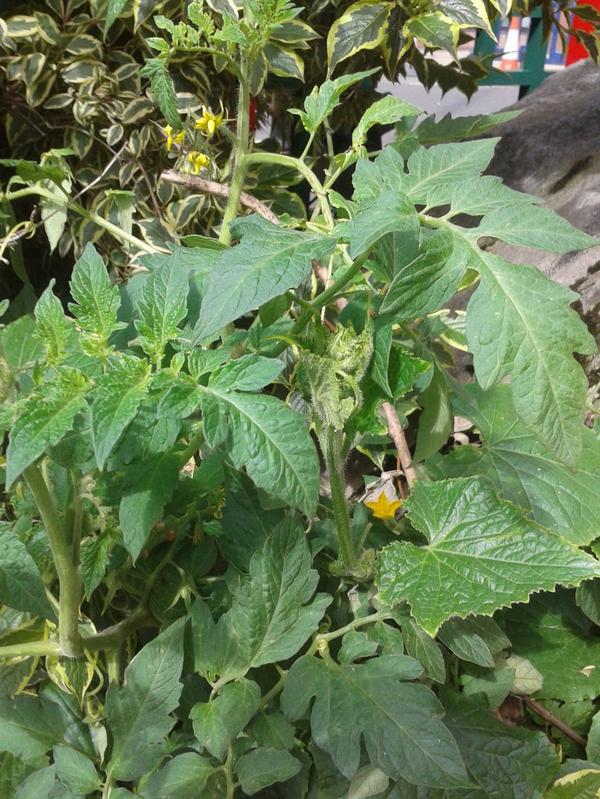 VCOAndreas's tweet photo. #CommunityVegTrail #Chinatowncommunityproject @PollyCorg @ChinatownC @corganisers @ChinatownMCR #VolunteerCO http://t.co/kt943KeUwj