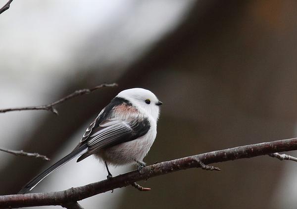 シマエナガbot tweet media