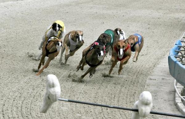 GREY2K_NY's tweet photo. Lax regs allow dog track violators to delay punishment for yrs http://t.co/ipSMCfSIRC @MiamiHerald #GreyhoundRacing http://t.co/I4h7Z5ARSo