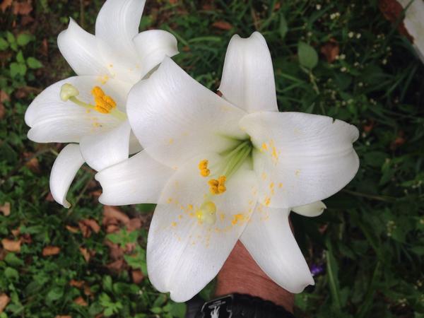 CampDad62's tweet photo. Lillie's in early September! http://t.co/9WHDHsh2vE