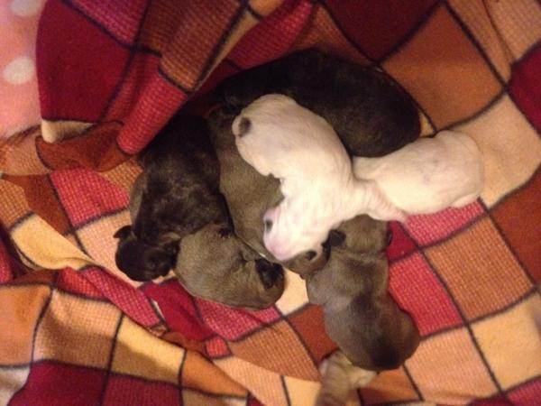 AlexFilloy's tweet photo. Regalo da cadela de meu irmao polo meu cumple pois 7 cadeliños. #Fiona http://t.co/8NfejchuCs