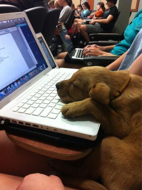 BabyAnimaIsPics's tweet photo. me in class http://t.co/V0yld7jUuz