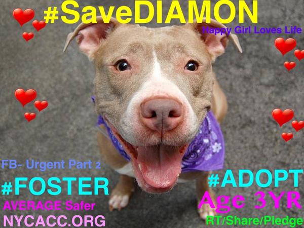 TheRealToriNYC's tweet image. RIP #SaveREINA (8MO Pup) #SaveNEO #SaveDIAMON #SaveCATSKILL 4 of 7 #Dogs Killed 9/8 @NYCACC HEARTBROKEN! CRIMINAL!