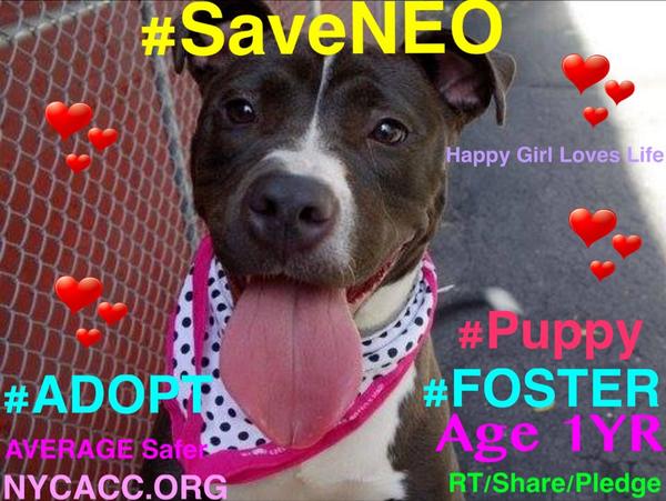 TheRealToriNYC's tweet image. RIP #SaveREINA (8MO Pup) #SaveNEO #SaveDIAMON #SaveCATSKILL 4 of 7 #Dogs Killed 9/8 @NYCACC HEARTBROKEN! CRIMINAL!