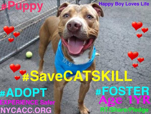 TheRealToriNYC's tweet image. RIP #SaveREINA (8MO Pup) #SaveNEO #SaveDIAMON #SaveCATSKILL 4 of 7 #Dogs Killed 9/8 @NYCACC HEARTBROKEN! CRIMINAL!
