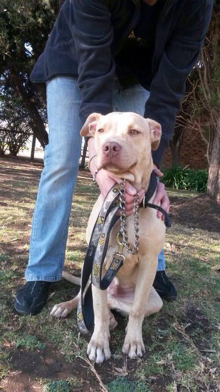 PLEASE SHARE THIS BOY! He will be put to sleep on Thursday, not coping in the kennels. At Kempton SPCA 0119756537