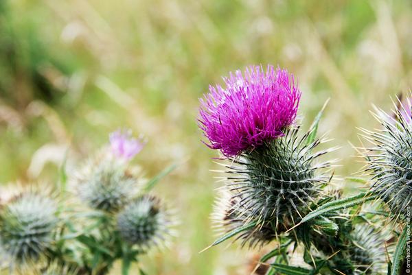 Scotland plants. Чертополох Шотландия. Шотландия цветок чертополоха. Чертополох символ Шотландии. Чертополох Thistle шотландский.