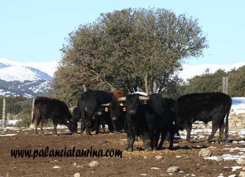 FesterasOct14's tweet photo. Os desvelamos el nombre de la ganadería que vendrá a partir de la noche del Jueves 9 de Octubre.¡HNOS ORERO LECRIS! http://t.co/ek9mfj25wp