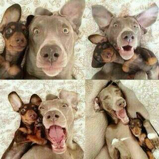 Dia selfie serius loo