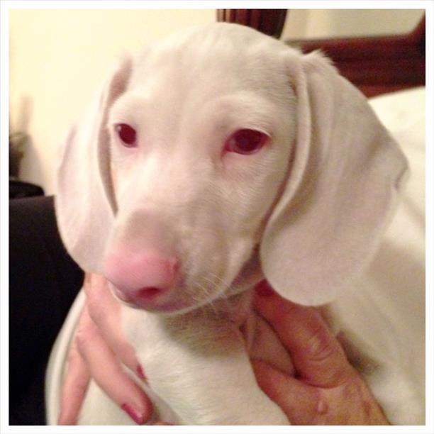 ルゥ アルビノ犬初めて見たかも ダックスだよね Http T Co 5ej9j9n3rv Twitter