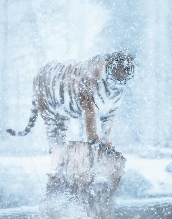 TourismCalgary's tweet image. See we told you they're loving the snow! "@calgaryzoo: Who @ the zoo loves snow? Amur tigers! Photo by: @kahokarl http://t.co/ByIavZIKSU”