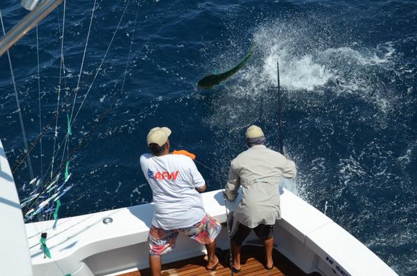 AFWofficial's tweet image. Mahi mahi, dorado or dolphinfish, what do you call it?