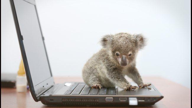 Embedded image permalink