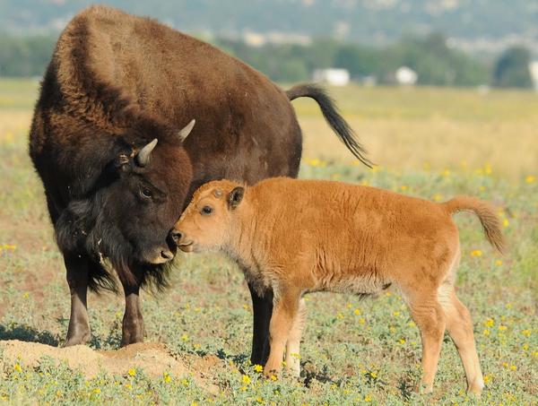 Rich Keen caught this cute moment between a bison &amp; calf in Rocky Mountain Arsenal NWR. #colorado