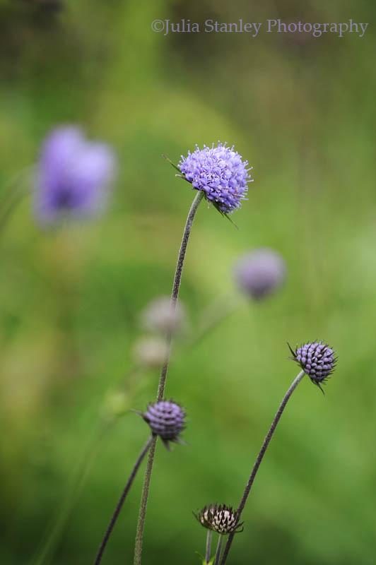 Devilsbit Scabious