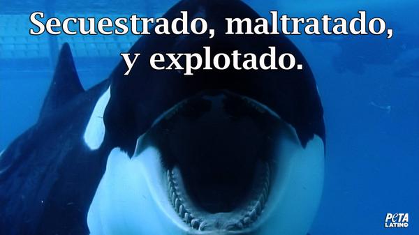 PETA_Latino's tweet photo. 10 cosas que #SeaWorld está ocultando y no quieren que sepas http://t.co/UIB37atI9g http://t.co/j7fpVmJFHb