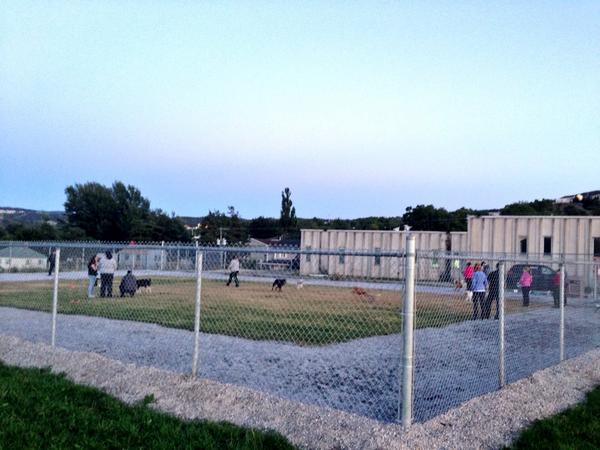 charlespendercb's tweet image. I don't know who is having more fun - the dogs or their owners! #CornerBrook