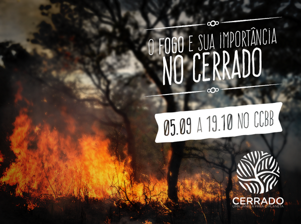 Você sabia que os troncos das árvores do cerrado crescem tortos devido ao fogo? 🔥🌿 #CerradoCCBB
