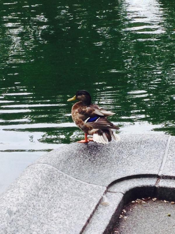 sennockecc's tweet photo. Miles Crosby spotted in Central Park, NYC. #quackquack http://t.co/PvqJY0WTZj