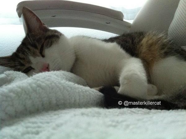 masterkillercat's tweet image. Master's recovery, feels better today. Thanks &amp;amp; good night my #friends #cats #catlover &amp;lt; may God protect you! #hugs