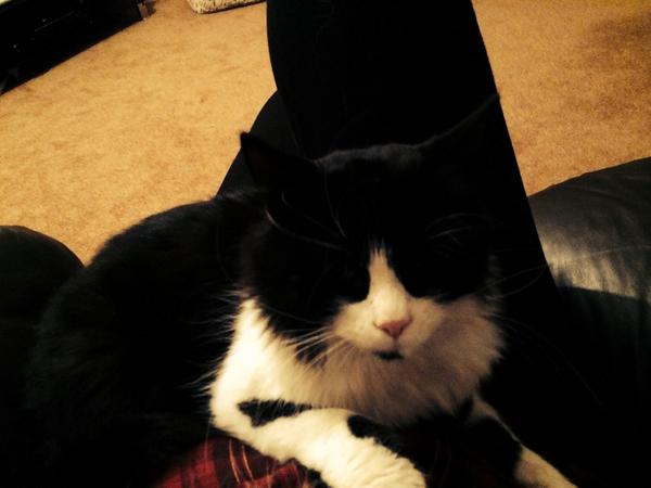 My boys 😊😻❤️<a href="/camstacey11/">Cameron Stacey</a>