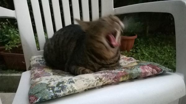 MMMjuliette's tweet photo. Sempre le solite frasi da 4 dindi #yaawn http://t.co/TSIW7FUSOt