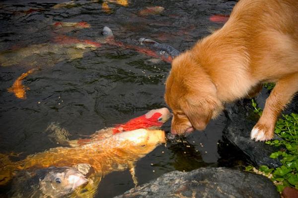 Protect your valuable koi from hungry predators with these 4 expert tips! bit.ly/1uuUJPH