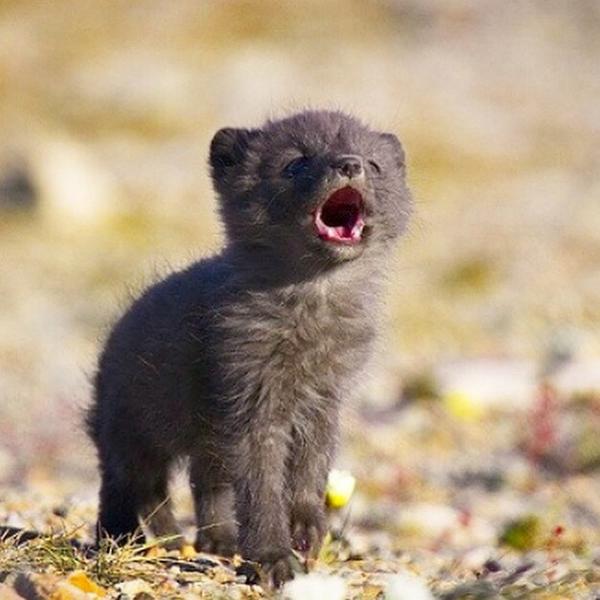 WitchWolfGame's tweet photo. Live with wolves and you'll learn to #howl #witchwolfgame http://t.co/zTvSTSenI3