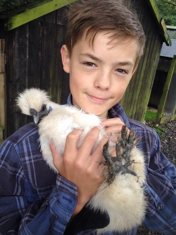 ciderbill's tweet photo. Lewis with one of the silkies #birdwisperer #silkies #hens http://t.co/7liRAfYody
