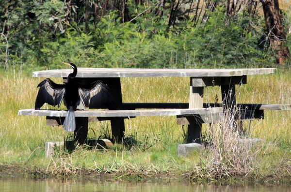 ronlit1's tweet photo. If you are picnicing at the Arb, be prepared to share your space with the locals #OurEuroa #EuroaArb http://t.co/Q3zoNRPZWB